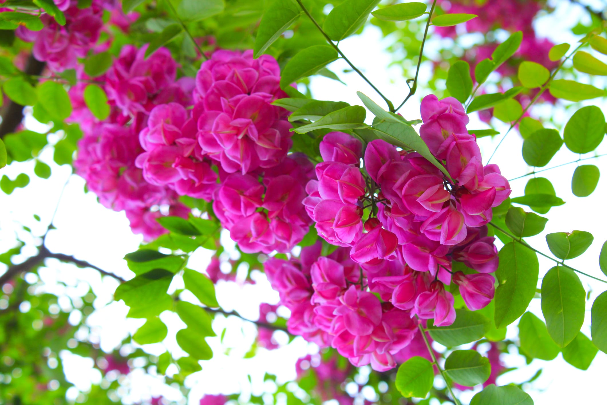 Robinia pseudoacacia 'Purple Robe' - 15 Gallon and 24