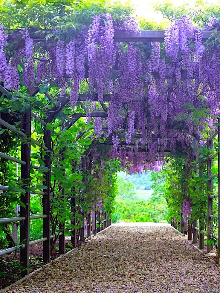 Purple Wisteria Vine