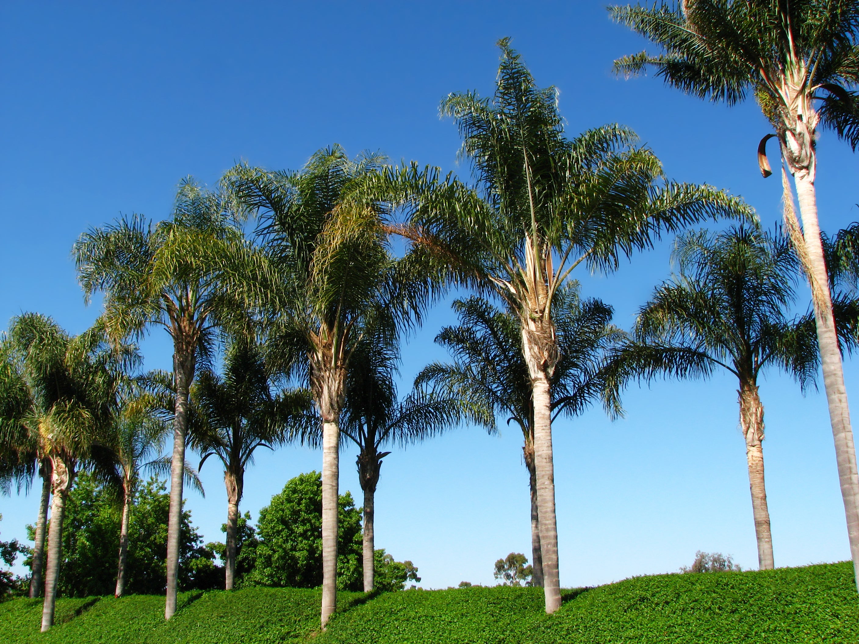 planting a queen palm Arecastrum romanzoffianum 'Queen Palm'