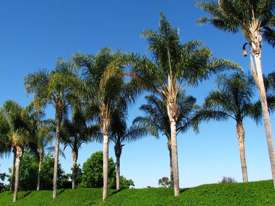 Queen Palm Tree Plant