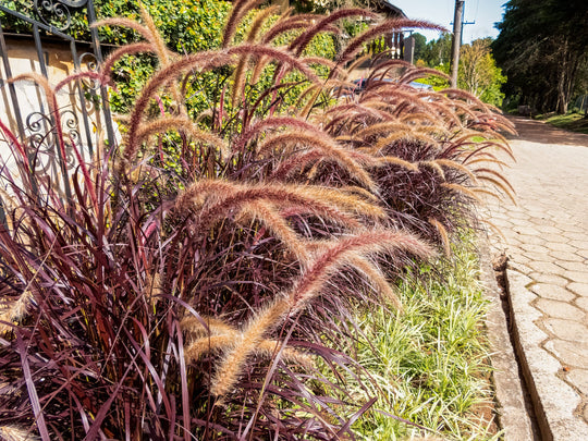 Red Fountain Grass Plant
