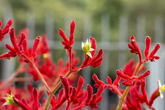 Red Kangaroo Paw Plant