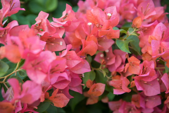 Rosenka Bougainvillea Plant