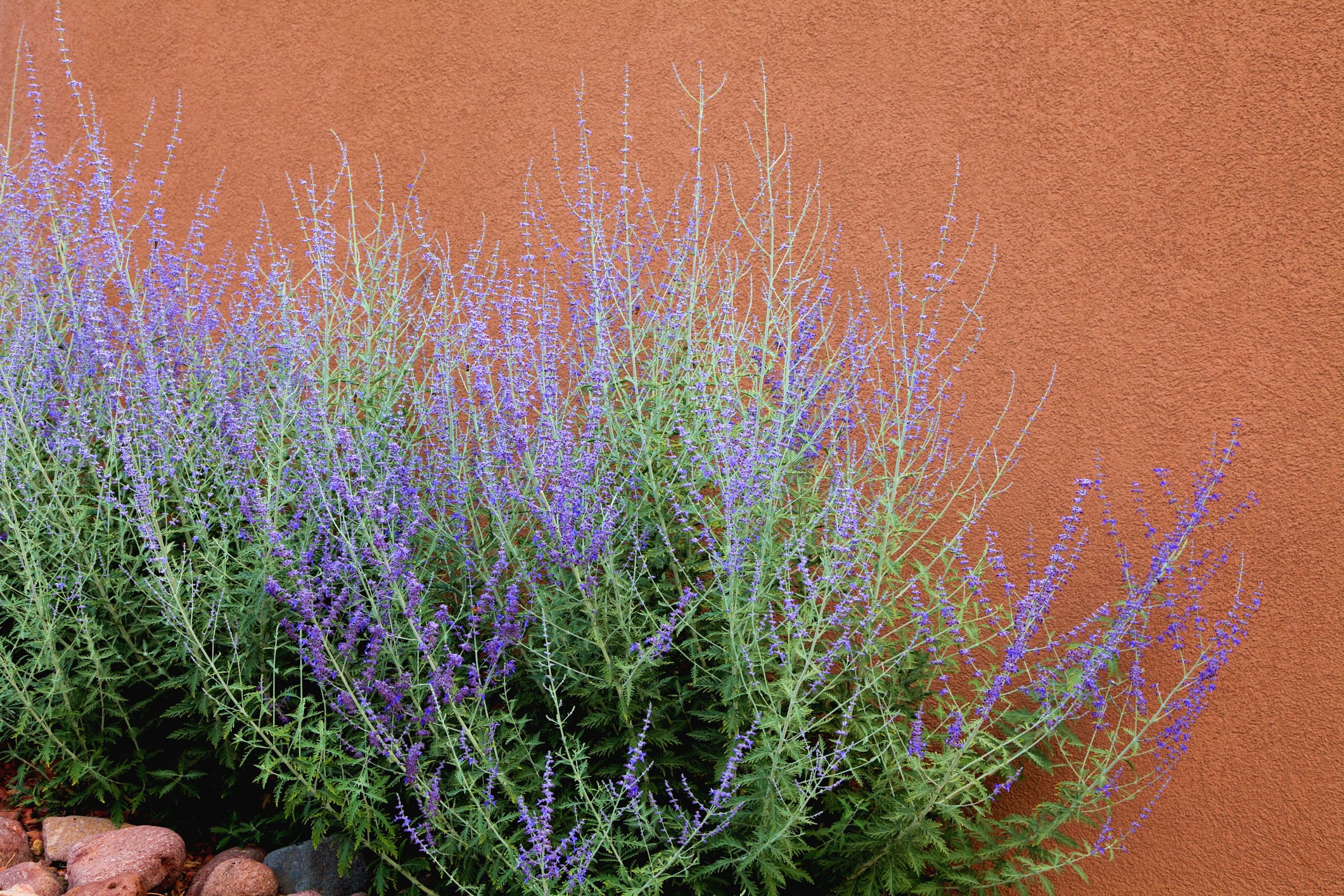 plant showdown russian sage v lavender Russian Sage