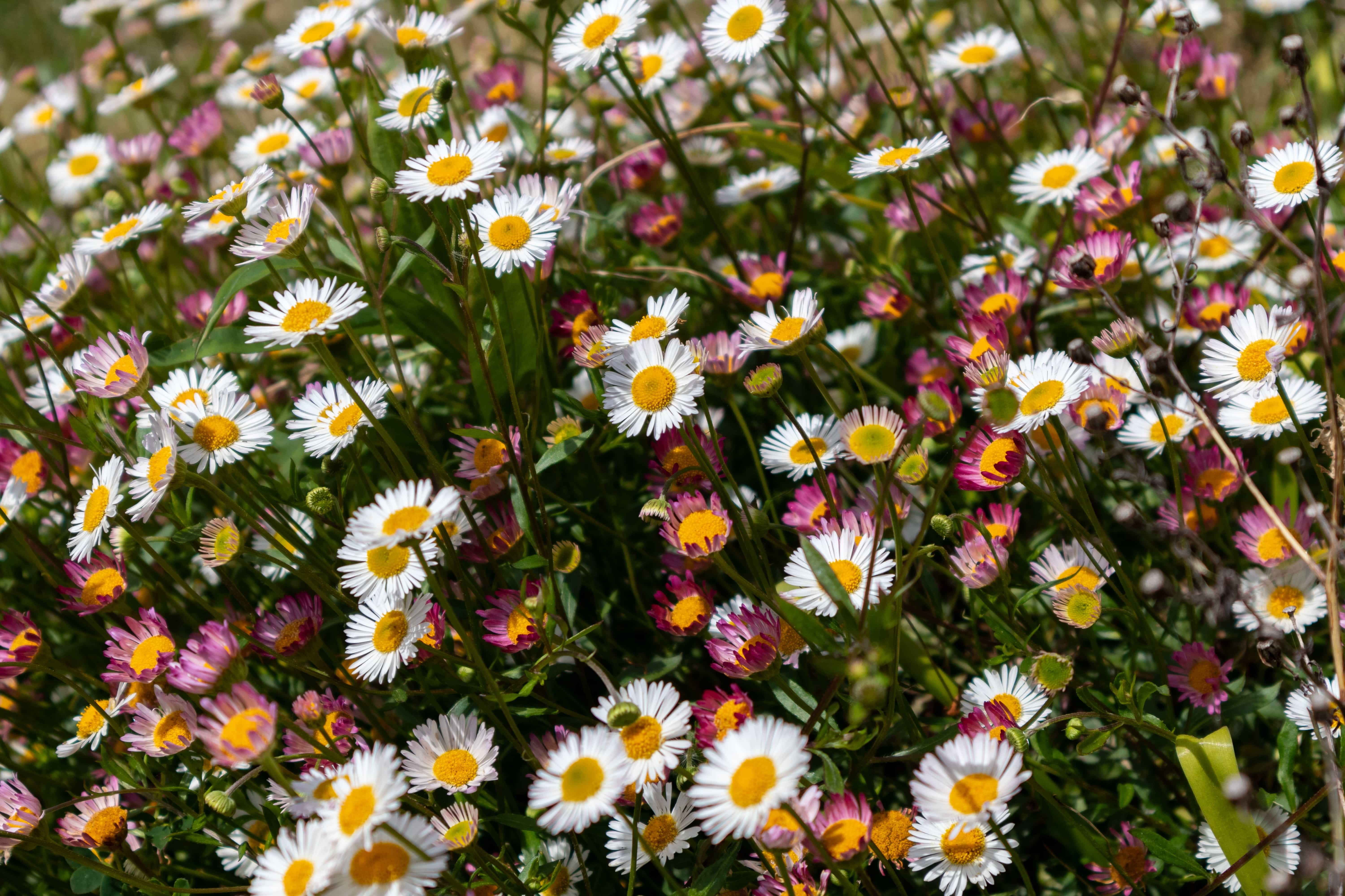 Buy Santa Barbara Daisy | Plant Clearance Nursery