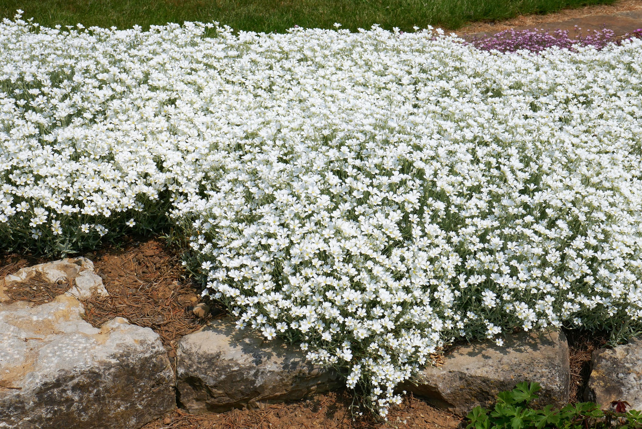 スノーインサマー Snow in Summer - Flat