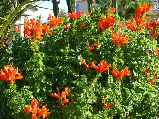 Cape Honeysuckle Orange (Tecoma Capensis) - 5 Gallon Bush