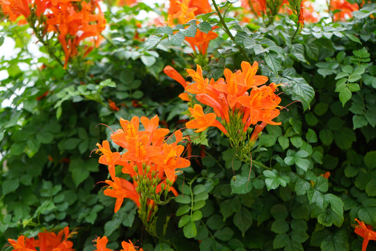 Tecomaria Capensis Cape Honeysuckle Plant