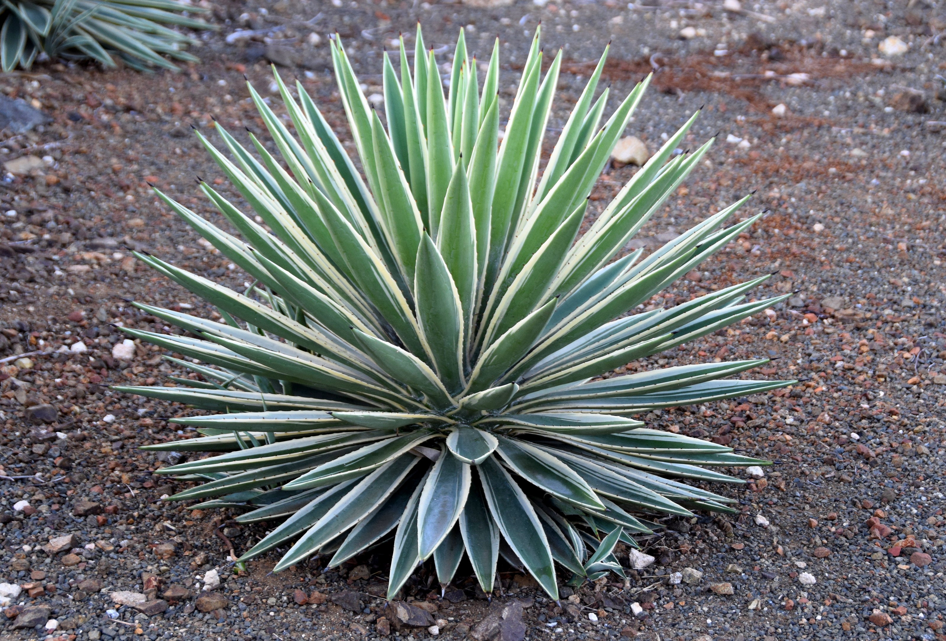 Variegated Caribbean Agave