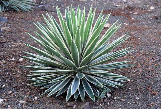 Variegated Caribbean Agave Plant