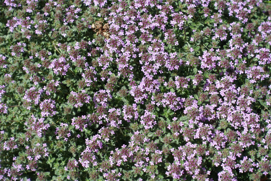 Woolly Thyme - Flat