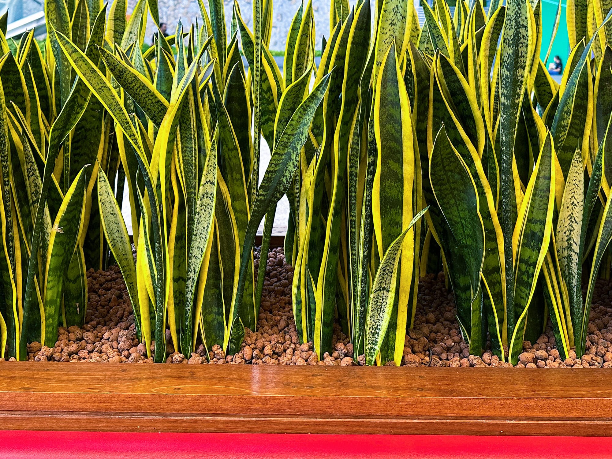 sansevieria plant Sansevieria trifasciata 'Laurentii' Yellow-edged Snake Plant - 5 Gallon