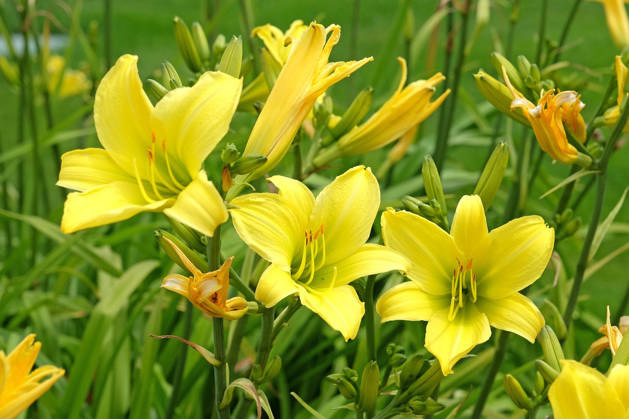 YellowDaylily3.jpg?v=1771129007