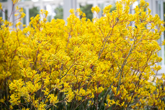Yellow Kangaroo Paw Plant
