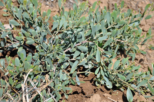 Acacia Rodolens Low Boy Cb F Ad Bcc C Afc Plant