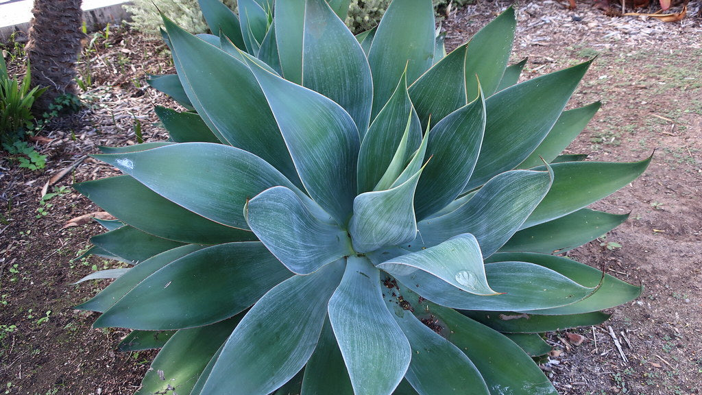 Agave 'Blue Flame' - 5 and 15 Gallon