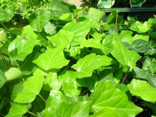Algerian Ivy - Flat