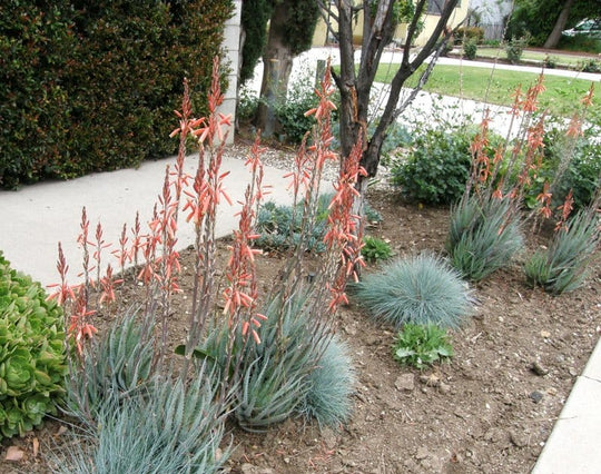 Aloe 'Blue Elf' - 5 Gallon