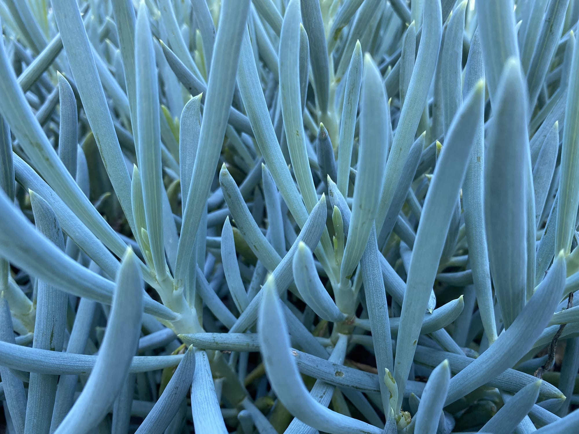 Blue Chalk Sticks - 1 Gallon - PlantClearance.com