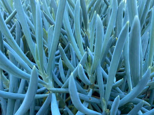 Blue Chalk Sticks Senecio Plant