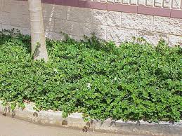 Carissa macrocarpa 'Green Carpet' Natal Plum - 5 Gallon