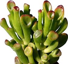 succulent that looks like shrek's ears Crassula Ovata 'Gollum' - Shrek's Ears - 5 Gallon