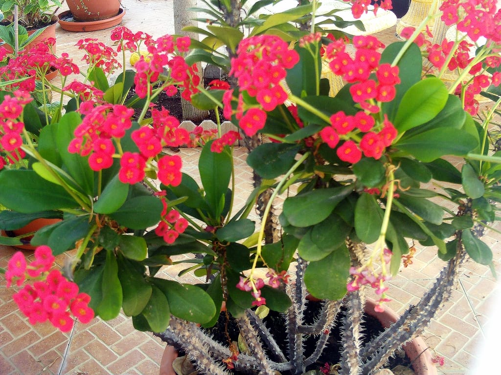 crown plant Euphorbia Milii - 'Crown of Thorns'
