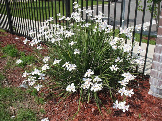 Dietes vegeta (D. grandiflora) White Africa Iris - 5 Gallon