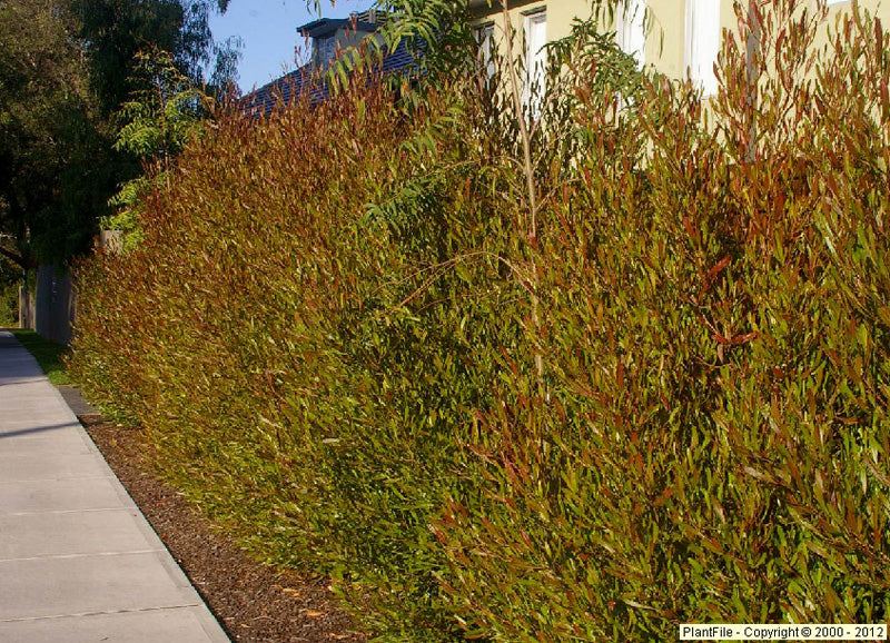 Purple Hopseed Bush