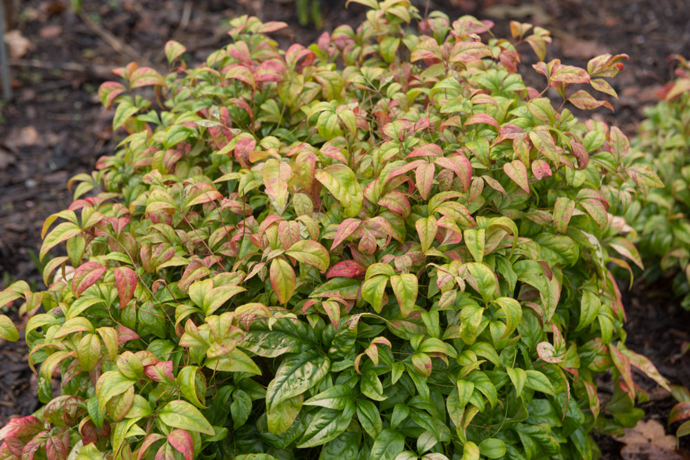 Nandina Domestica Nana 'Heavenly Bamboo Nana' - 5 and 15 Gallon