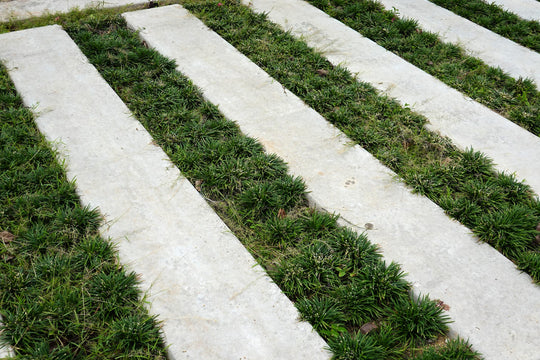 Dwarf Mondo Grass - Flat