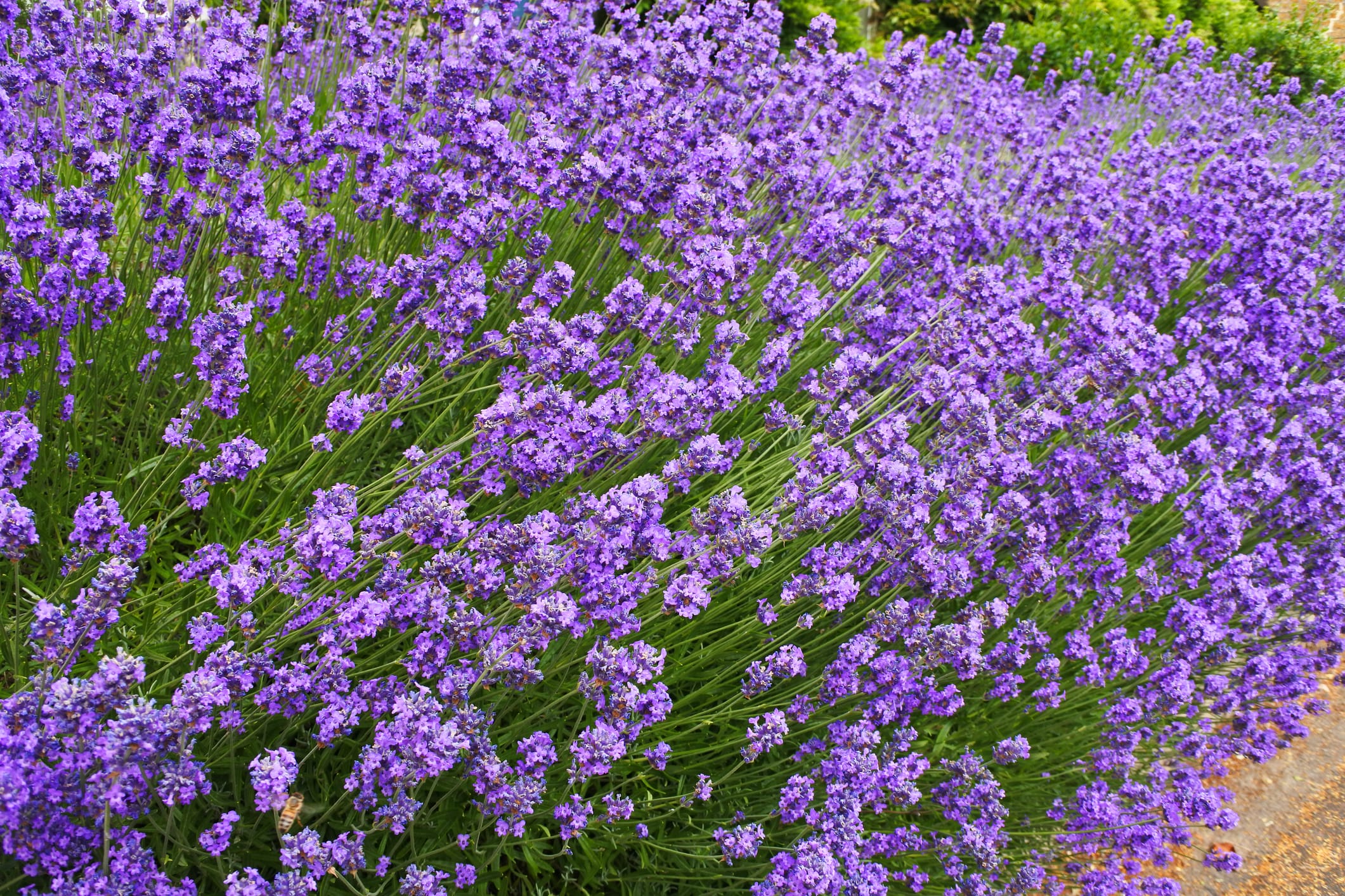 english lavender live plant English Lavender - 5 Gallon