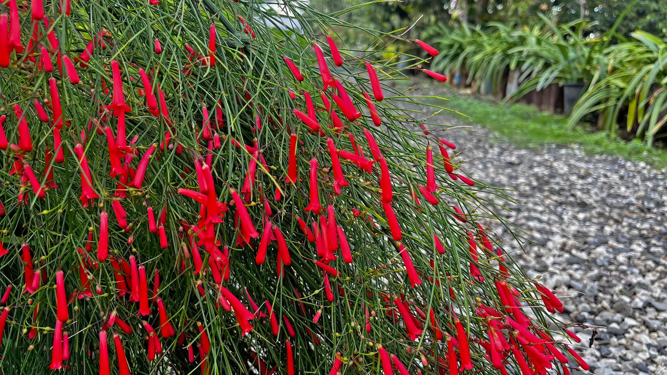 fire racker plant Firecracker Plant