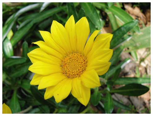 Gazania Yellow