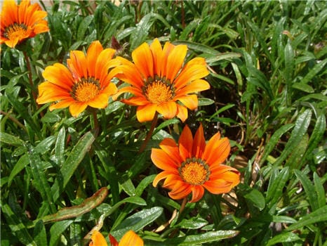 Gazania Fiesta Red