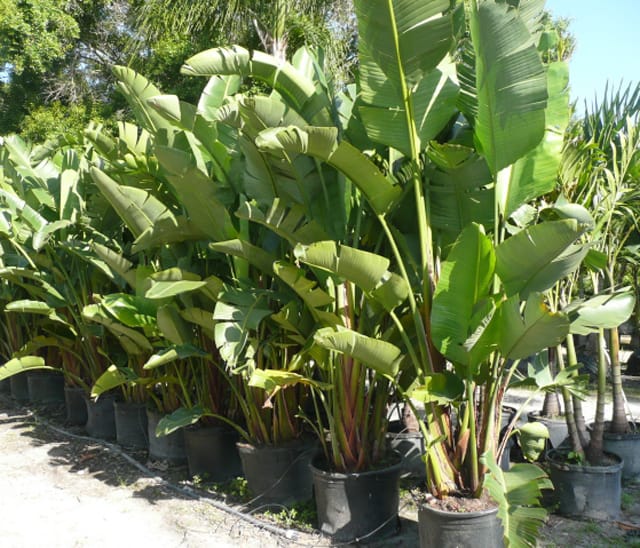 strelitzia gigante Strelitzia nicolai Giant Bird of Paradise