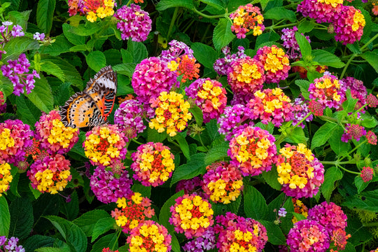 Lantana Irene - 5 Gallon