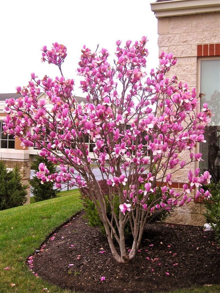 Magnolia x soulangeana 'Saucer Magnolia' - 24" Box - PlantClearance.com