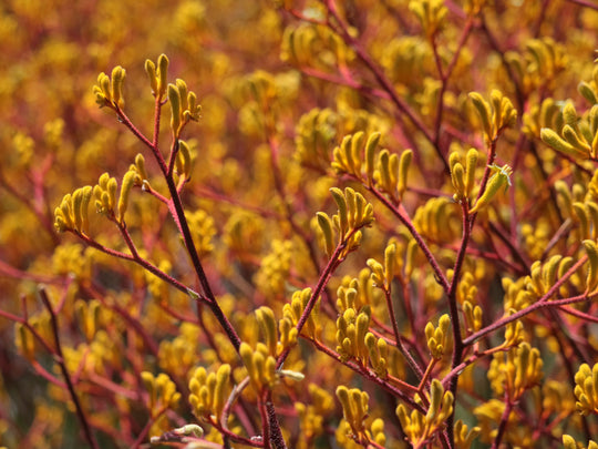 Orange Kangaroo Paw Plant