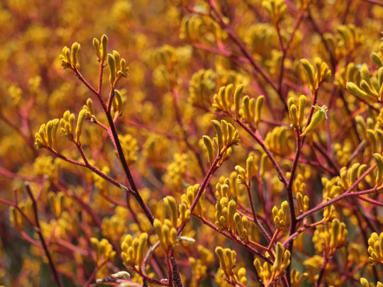 Orange Kangaroo Paw Plant