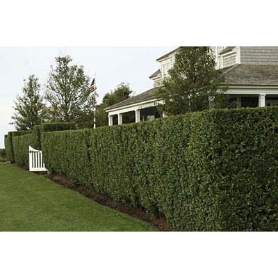 Wax Leaf Privet - 15 Gallon Staked