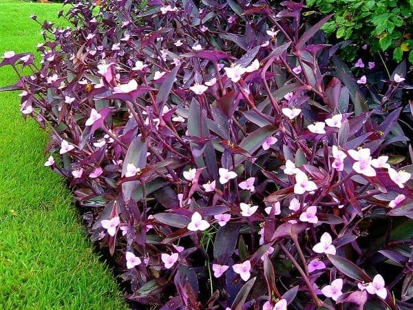 succulents box purple heart tradescantia pallida Tradescantia pallida 'Purple Heart' - 5 Gallon
