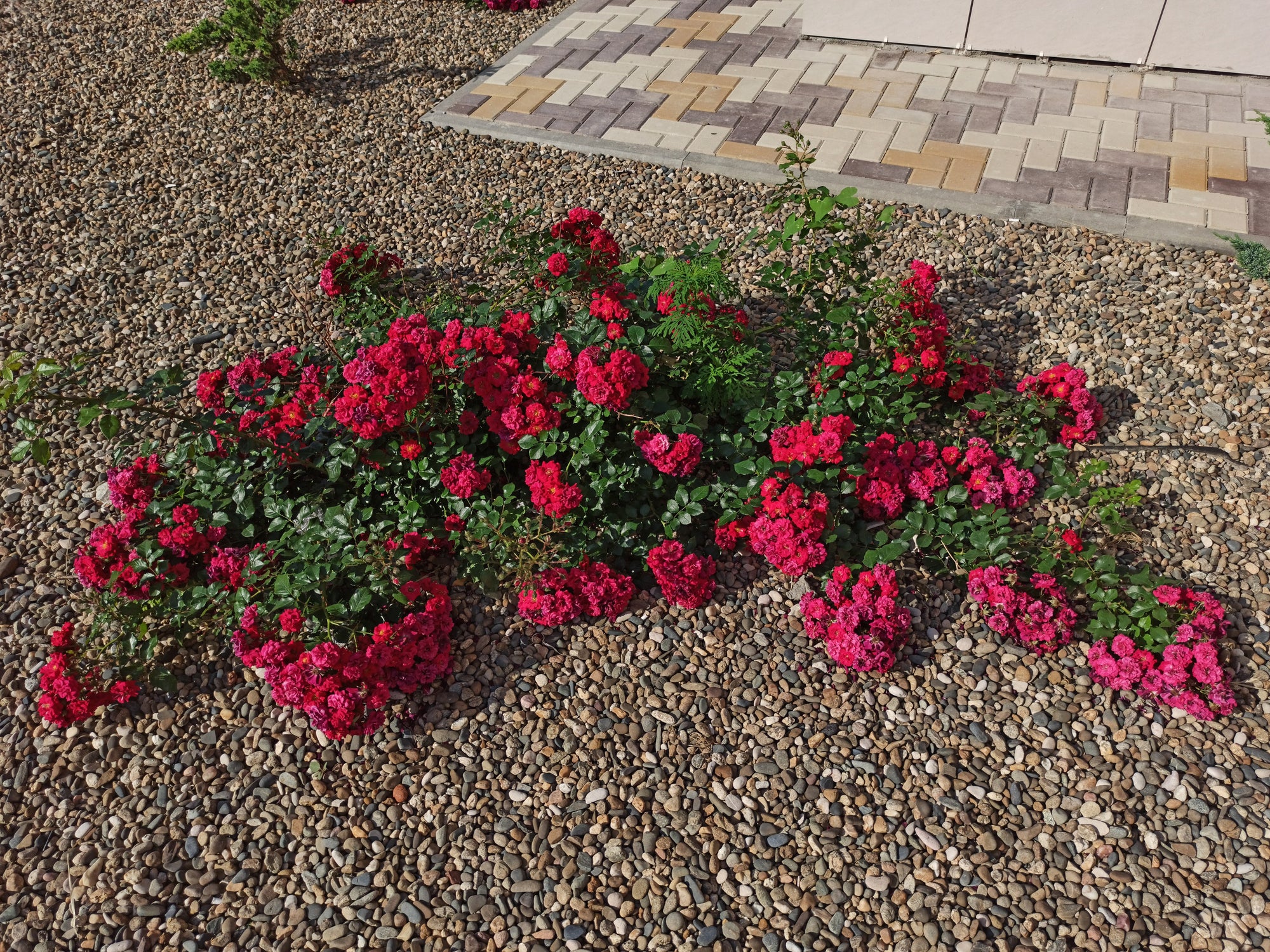 Red Groundcover Rose Bush