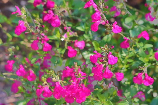 Salviagreggiipink Plant