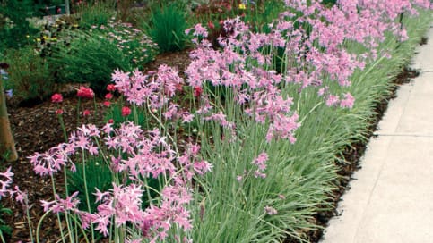 Tulbaghia violacea 'Silver Lace' variegated garlic - 1 and 5 Gallon