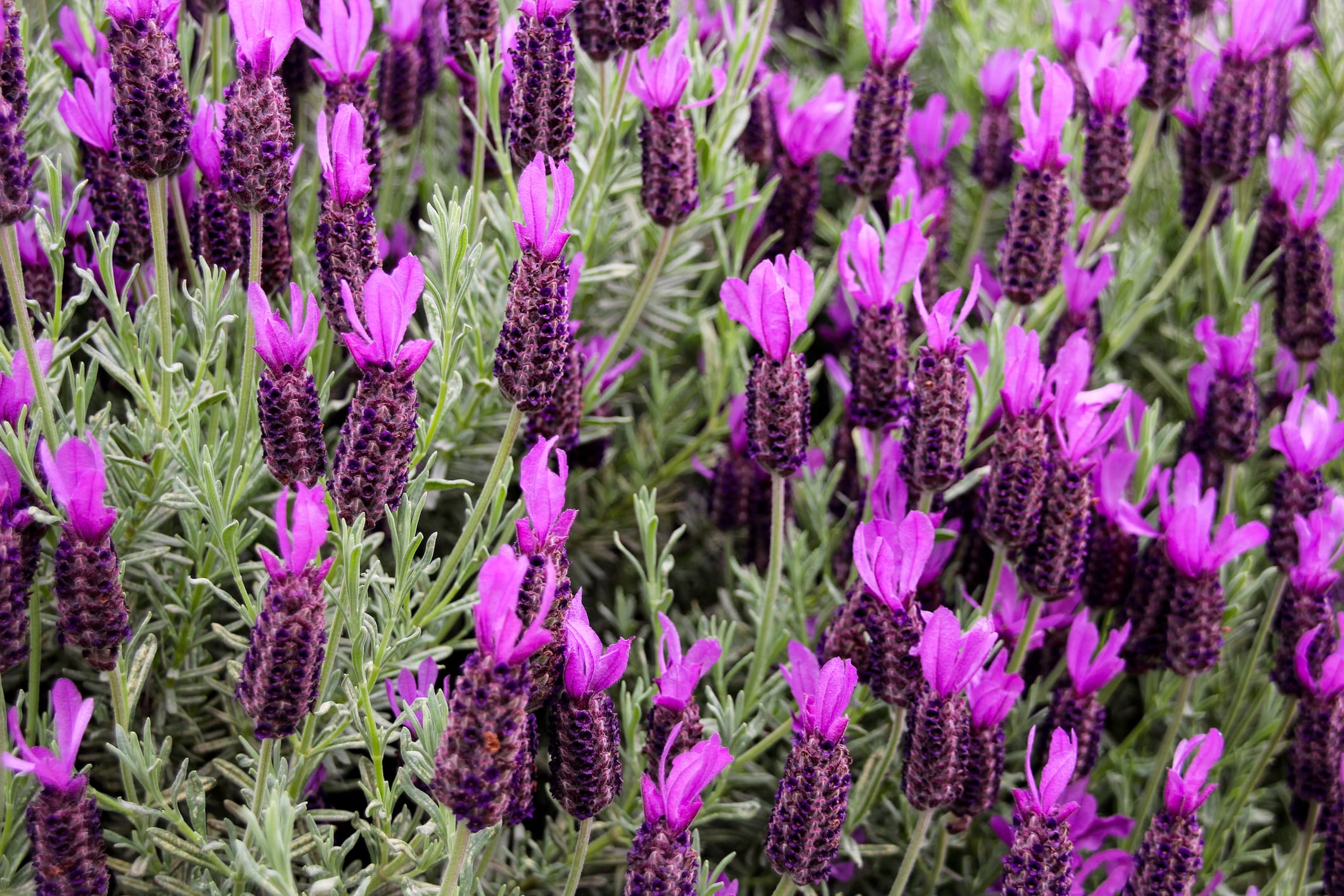 does gales sell spanish lavender plants Spanish Lavender