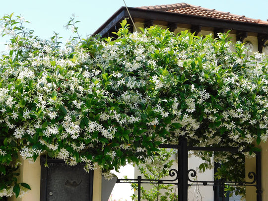 Star Jasmine Staked (Vine Type) - 5 Gallon