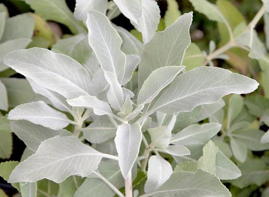 California White Sage, Salvia Apiana - 5 Gallon