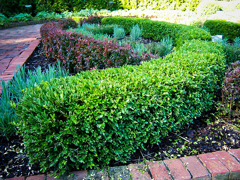 Japenese Boxwood 'Winter Gem' - 5 and 15 Gallon