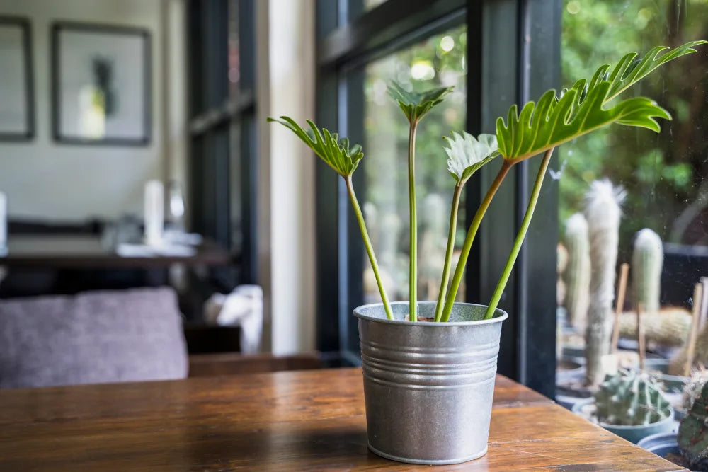 5 Easy-Care Indoor Plants That Will Thrive in Your Home